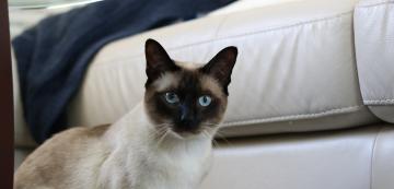5 проблема със здравето, към които са предразположени Тонкинските котки