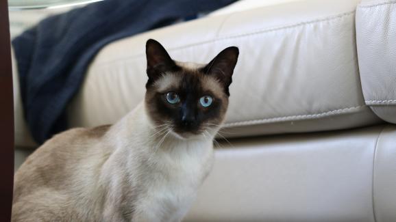 Тонкинска котка