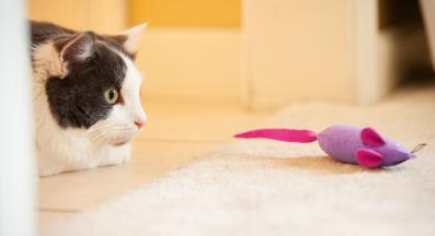 Котка дебне