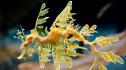 Изследване: Необичайният външен вид на морските дракони се крие в тяхната ДНК