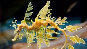 Изследване: Необичайният външен вид на морските дракони се крие в тяхната ДНК
