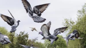 Изследователи от Оксфордския университет са открили колонии на диви гълъби