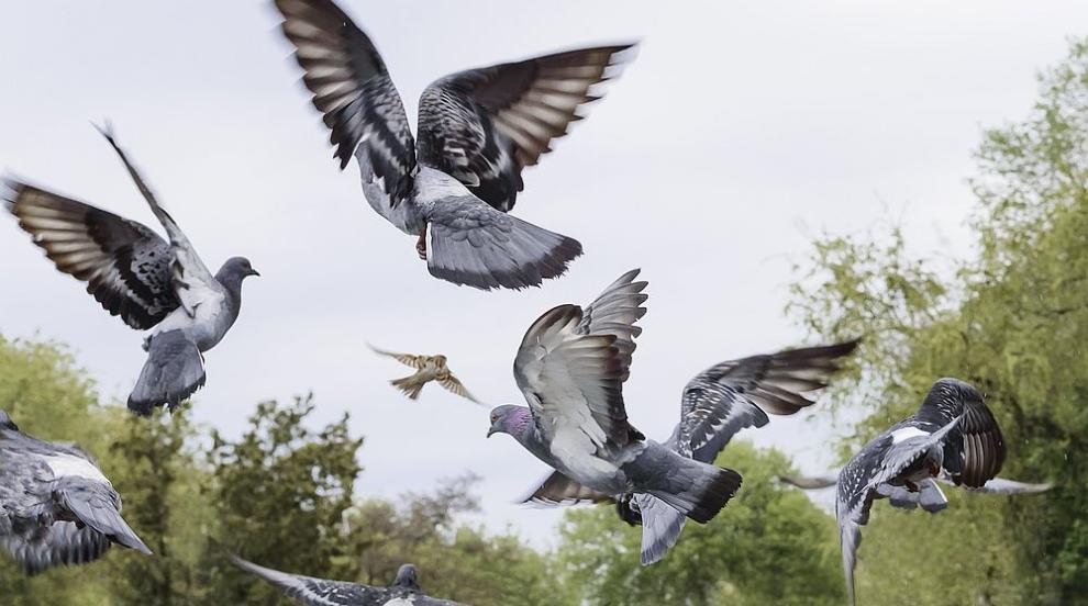 Учени откриха колонии на последните диви гълъби