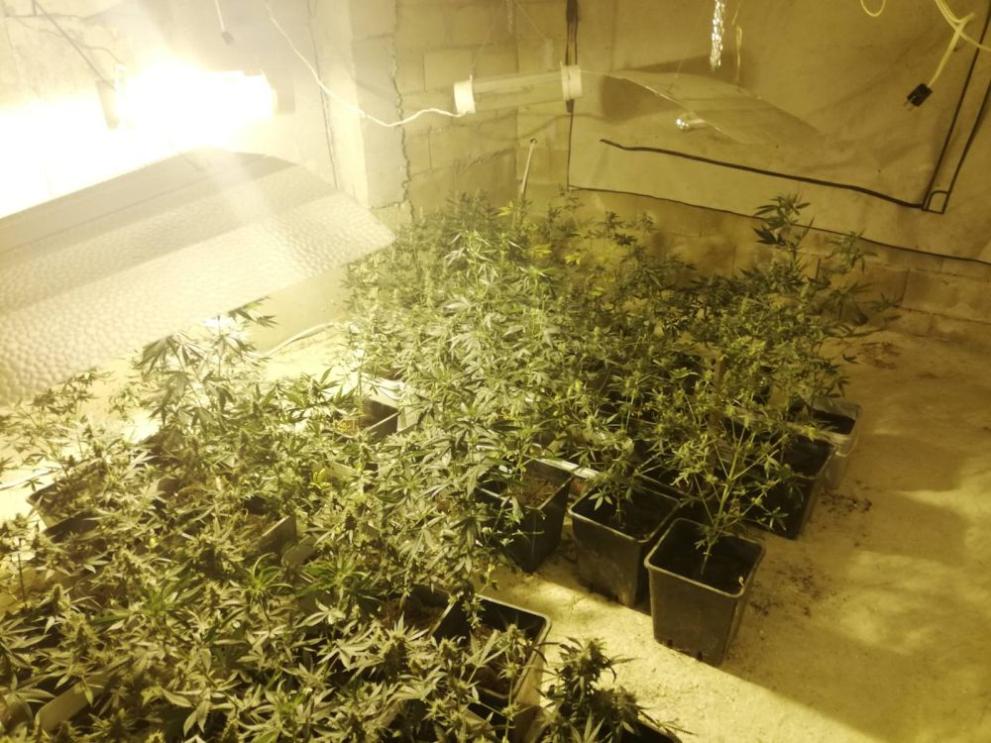 Разкриха поредна оранжерия за наркотици край Варна, съобщиха от полицията.