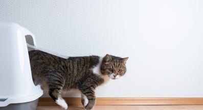 Котка тоалетна