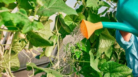 краставици