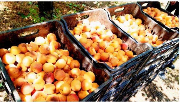 праскови - Агро Телеграф: Чехи, унгарци и румънци търсят наши овошки