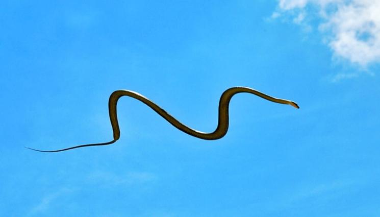 свищовска летяща змия - УЖАСЯВАЩО: Жена откри жива змия в коктейла си! (СНИМКА)