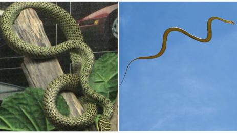 летящи змии