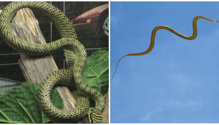 летящи змии - НЕВИЖДАН УЖАС: Летящи змии превземат детски градини (СНИМКА)