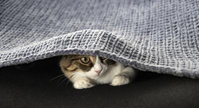 Котка се крие