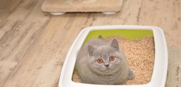 8 странни навика на котките, свързани с тяхната тоалетна
