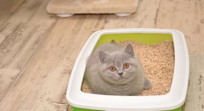 Котка тоалетна