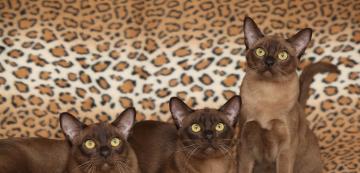 7 проблема със здравето, характерни за Бурманските котки