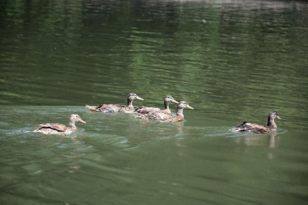 40 полудиви зеленоглави патици вече имат своя нов дом. На