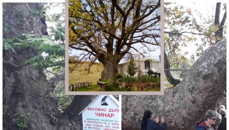 дърво - ВЯРА: Дървото на 