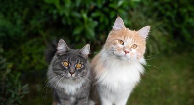 Две котки