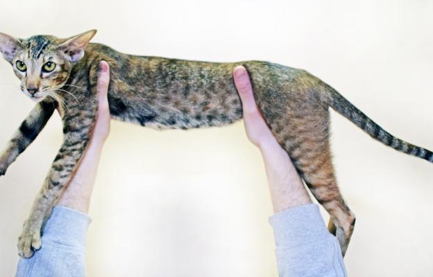 Ориенталска късокосместа котка