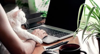 Работа от вкъщи котка