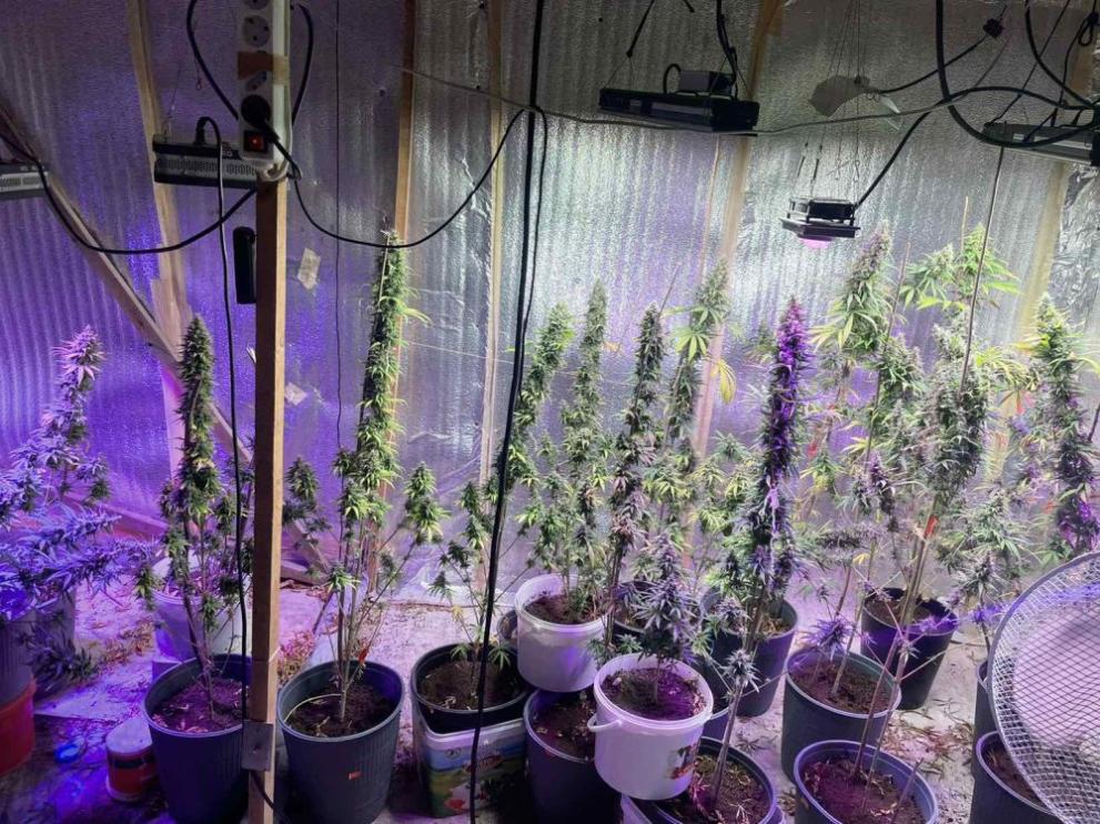 Разкриха наркооранжерия в Разградско, съобщиха от полицията. МВРСпециализираната операция по