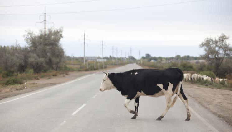 крава - ПЪЛЕН АБСУРД: Десетки сигнали за добитък на Околовръстното в София, шофьорите разчитат на късмет и бързи реакции