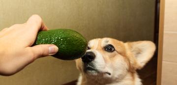 Безопасно ли е да почерпим кучето с авокадо