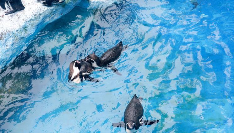pingwini - ТУЗАРИ: Пингвини и видри бойкотират евтина храна в Япония