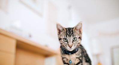 Котка гледа