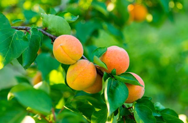 Държавен фонд Земеделие (ДФЗ) одобри още 6,8 млн. лева (6