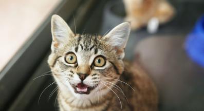 Котка мяука