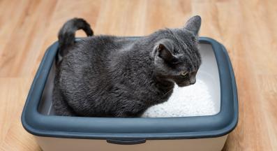 Котка тоалетна