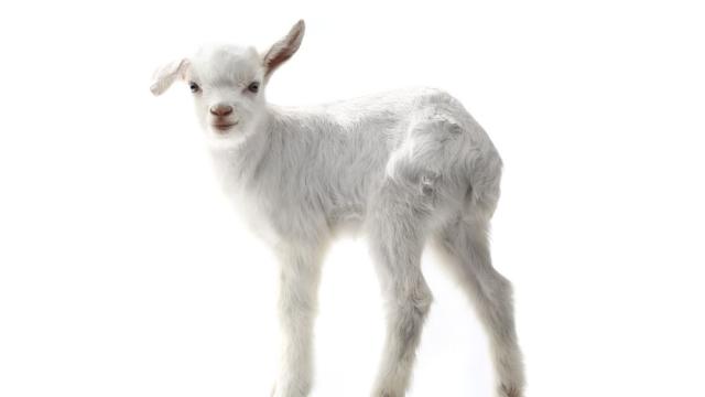 Яренце с половинметрови уши стана звезда (ВИДЕО) 