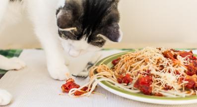 котка паста