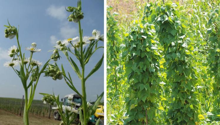 агро - Агро Телеграф: Градушки заплашват жътвата