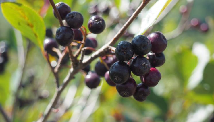 арония - Агро Телеграф: Аронията горчи, ако не я поливаме. По три кофи вода на храст. Зрее през август, но се бере след слана