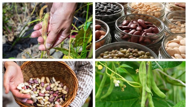 з - Агро Телеграф: Събираме фасула, когато шушулката дрънчи