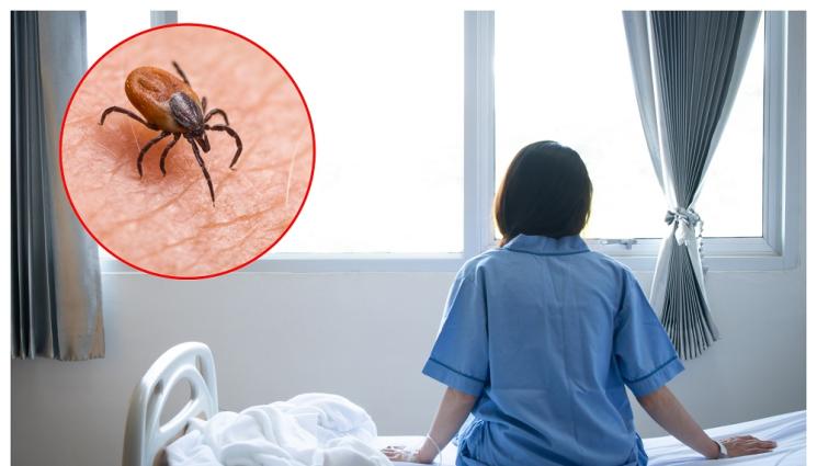 кърлеж - ПОРЕДНИЯТ КОШМАР: Нов вирус, пренасян от кърлежи, предизвиква мозъчна инфекция!