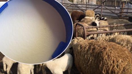 овце мляко