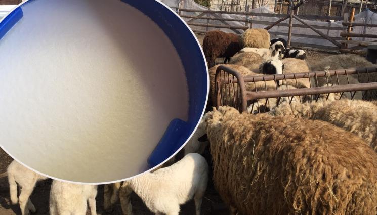 овце мляко - АгроТелеграф: Лечебният подквас се прави с овче мляко