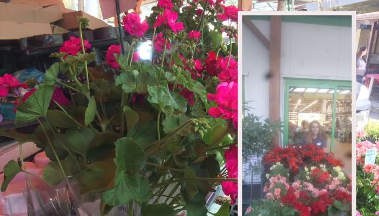 мушкато - АгроТелеграф: Мушкатото обича слънчеви места