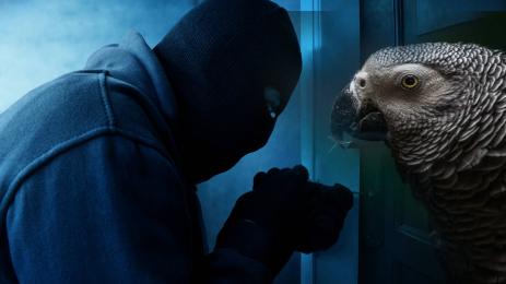 крадец папагал