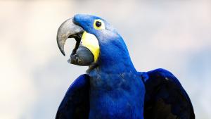 Крадци избягаха подплашени от бъбрив папагал в гр Верне съобщи