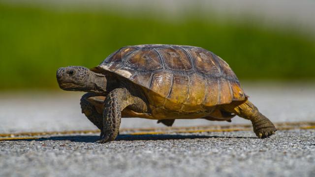 Костенурки и рудодобив – възможното съжителство