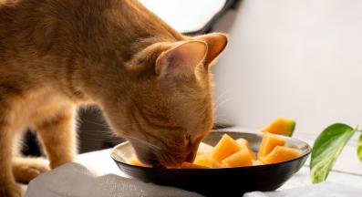 котка пъпеш