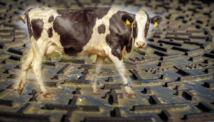 q - ЛОШ КЪСМЕТ: Крава падна в шахта, пожарникари на крак заради бедстващото животно (СНИМКИ)