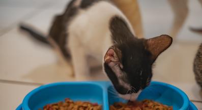 котка купи за храна и вода