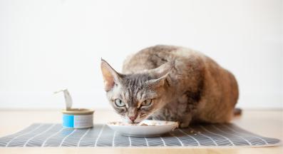 котка храна