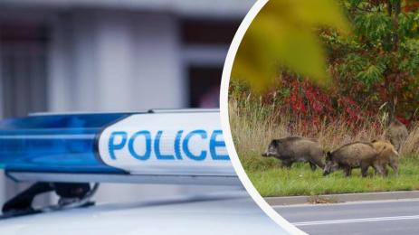 глигани катастрофа