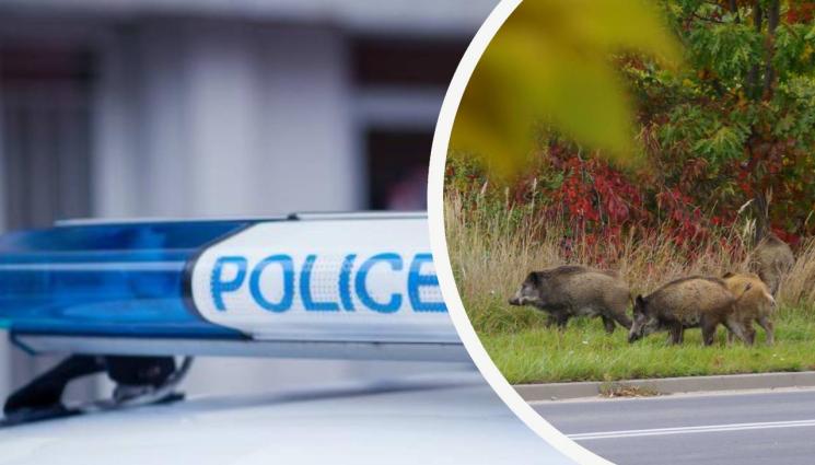 глигани катастрофа - АДСКО МЕЛЕ В ГЪРЦИЯ: Стадо глигани уби двама и рани четирима на пътя