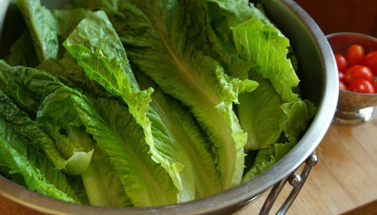 салата - Агро Телеграф: Животните ни заразяват с 8 болести